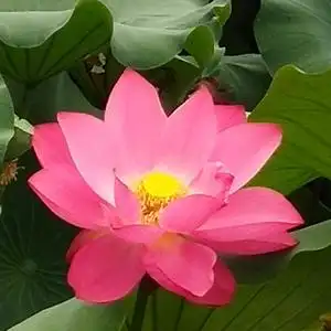 喜欢花花草草的人,秋日私语.头像