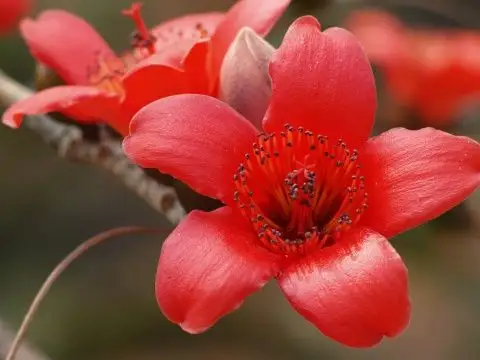 【转载】木棉花