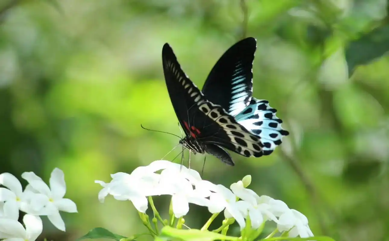 蓝裙美凤蝶(papilio polymnestor)是一种华丽的热带