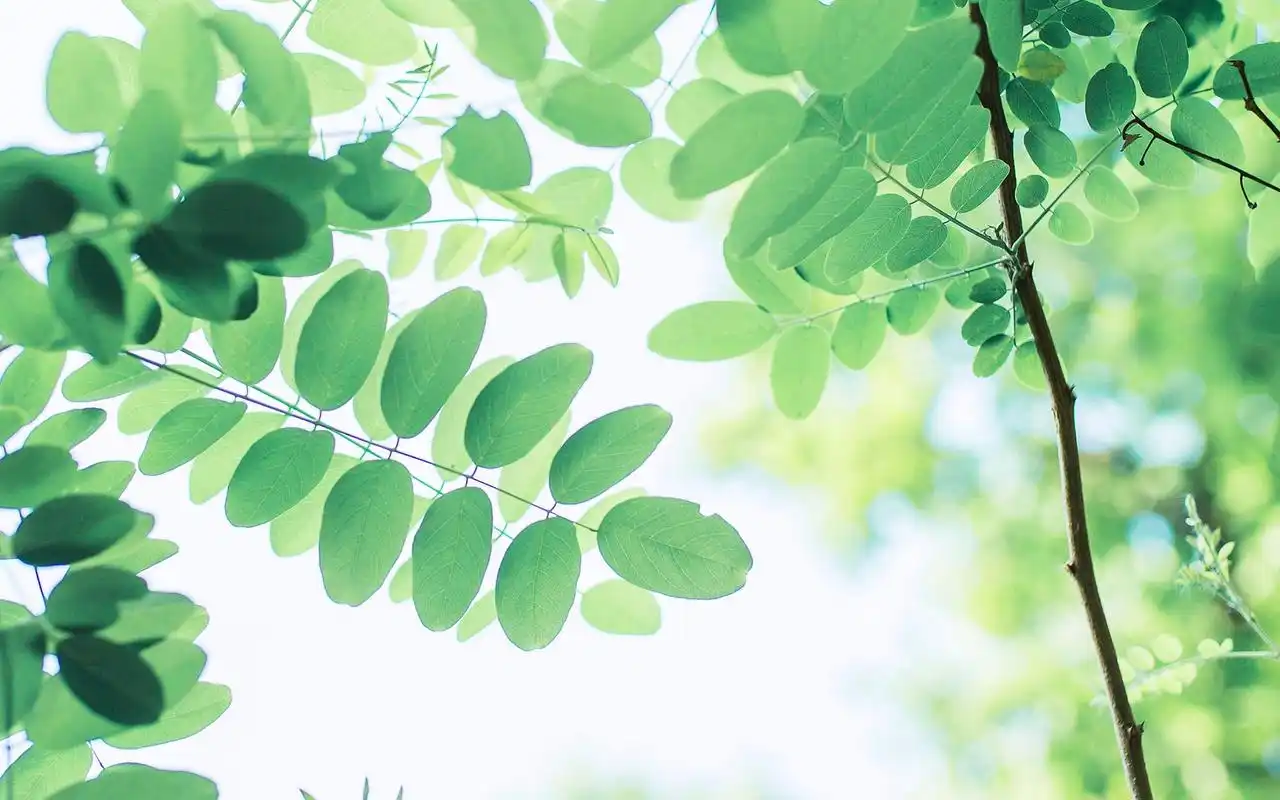 首页 桌面壁纸 绿色小清新花卉植物电脑壁纸图片上一张下一张查看原图