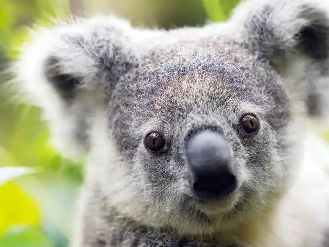 图集|68位首席卖萌官成团出道_考拉_世界_游客