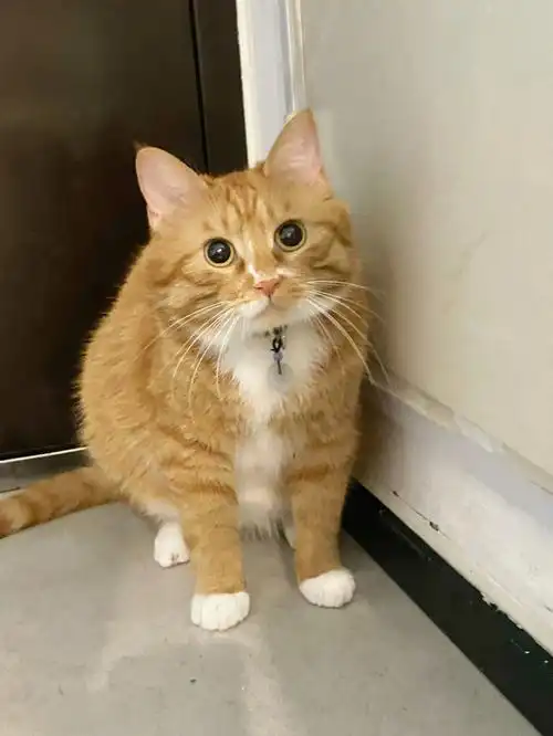 小土猫也有春天