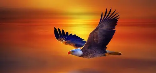 鹰,飞行,日落,动物世界桌面壁纸