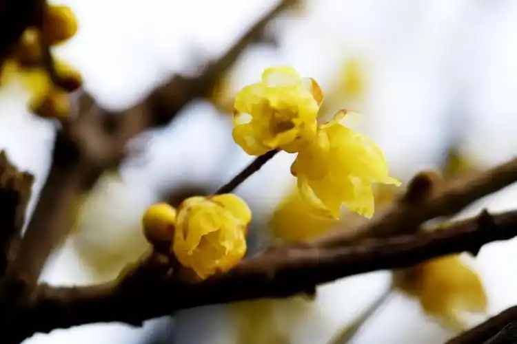 古猗园唯美蜡梅壁纸请查收