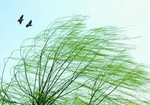 春风吹啊吹,吹起了潍坊的风筝,却吹不走北京的雾霾