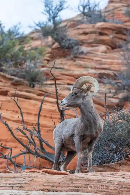 一只漂亮的沙漠大角羊公羊