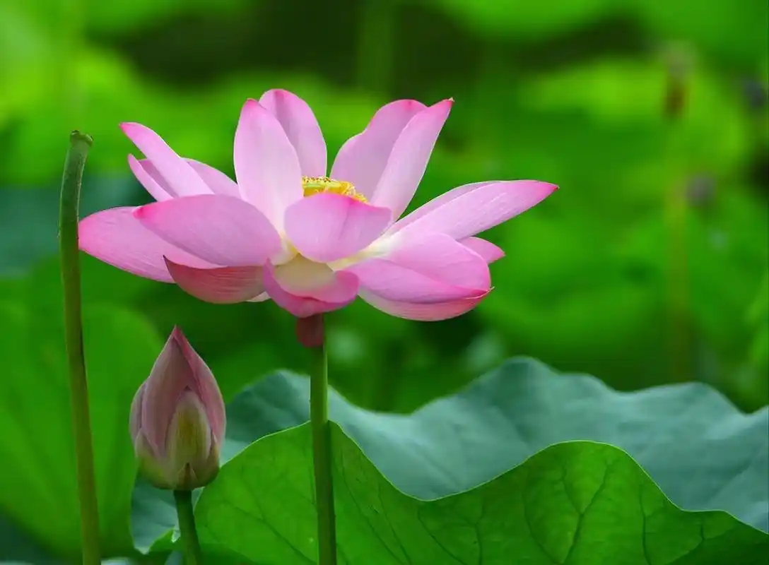 静心以待,知足常乐  一念心清静,处处莲花开.  这是禅语.