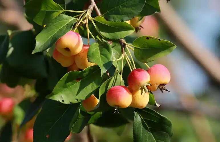 漂亮的海棠果港澳台