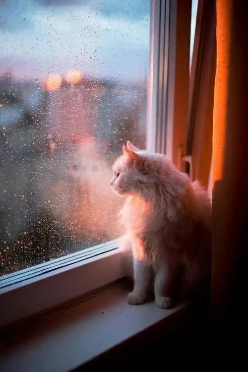 50张最治愈和最平静的雨中美景!