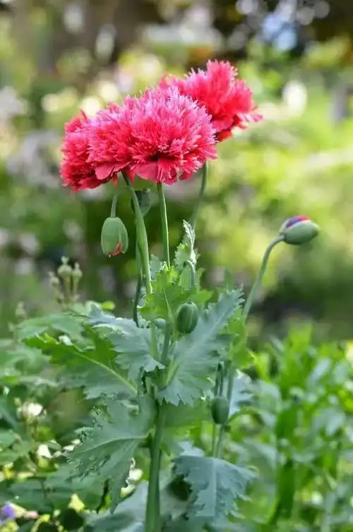 罂粟花,越美越毒!