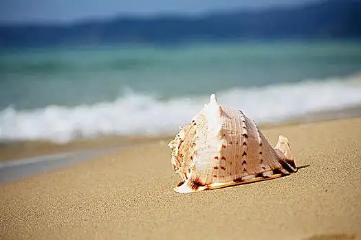 海贝壳图片_海贝壳图片大全_海贝壳图片素材