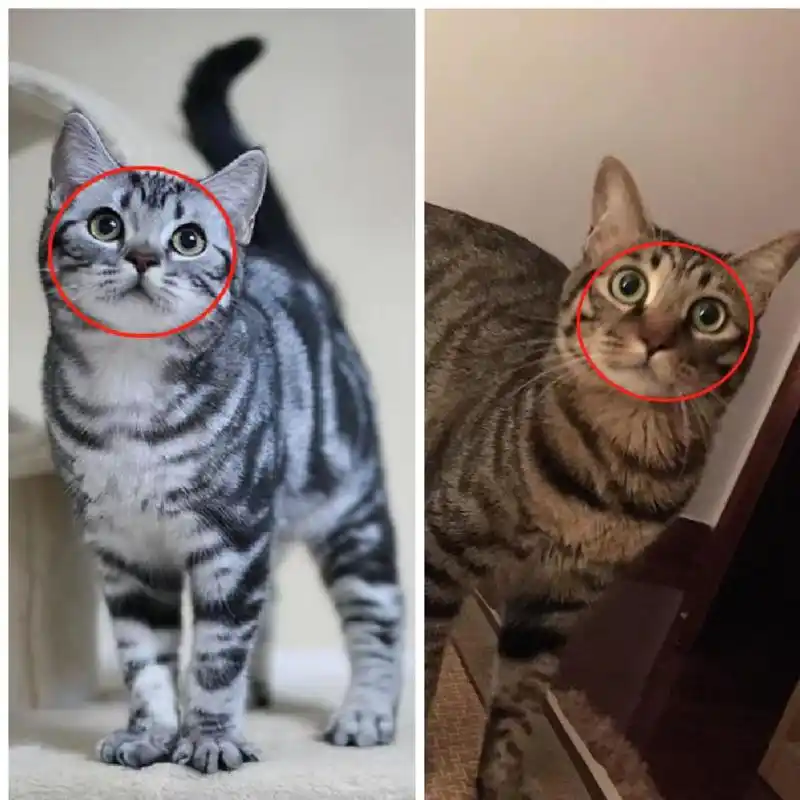 "狸花猫"vs"美短猫"谁更好?不养不知道,差别甚大!