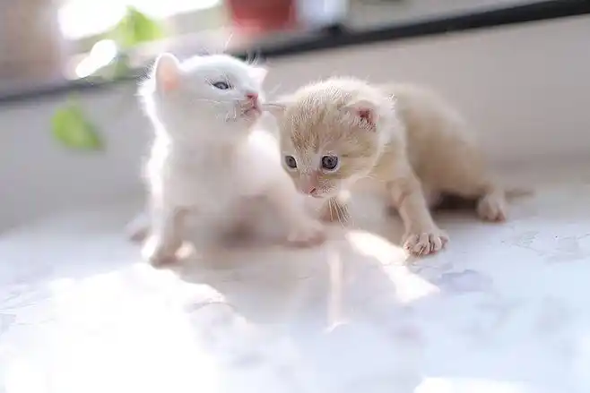 奶猫 萌货 小伙伴 可爱