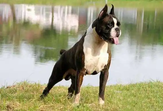 世界名犬no:29 德国" 拳师犬 "骁勇善战的拳击手,我觉得