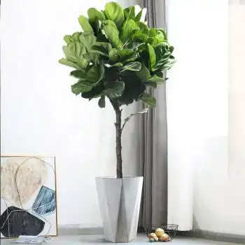 琴叶榕盆栽室内好养网红绿植办公室北欧大型植物客厅落地大叶盆景 琴