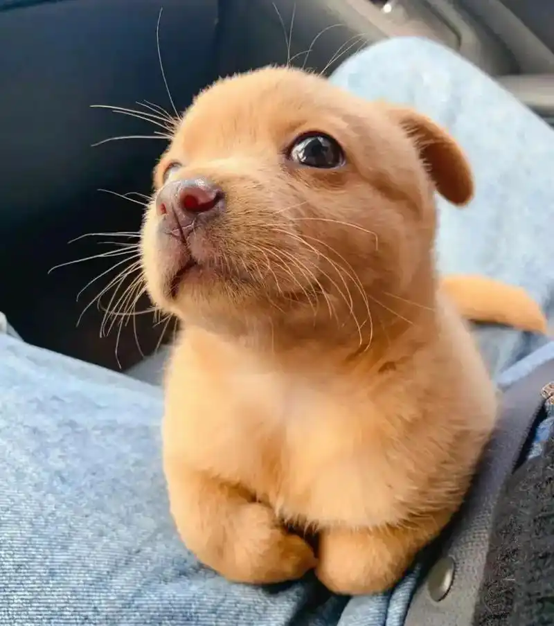 谁用谁迷糊的狗子#优质头像 #这也太可爱了吧20 #一起换头像 - 抖音