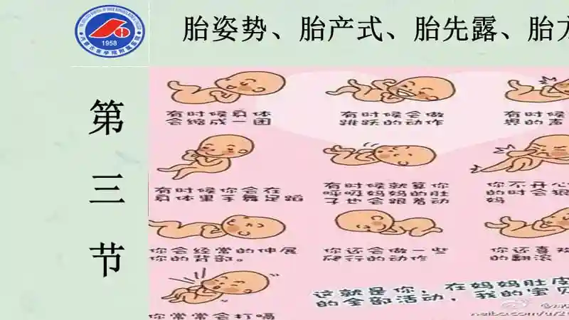 第三节胎姿势胎产式胎先露胎方位ppt课件