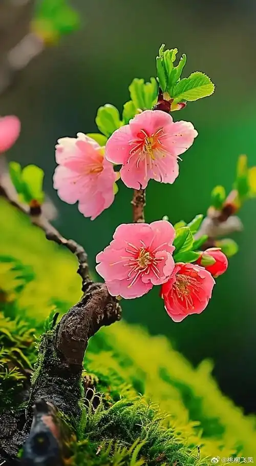 #国学##三八妇女节##喵咪文学##曲涧集#