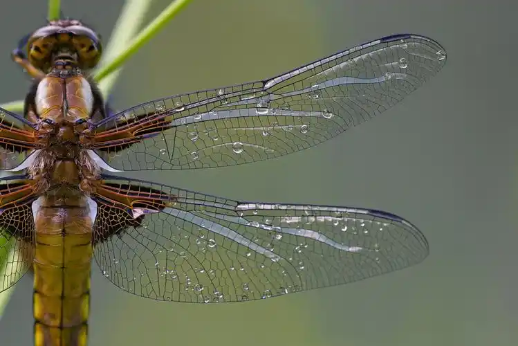 蜻蜓图片素材,高清图片