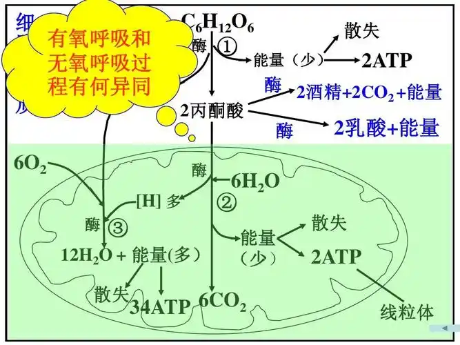 28细胞呼吸与光合作用ppt