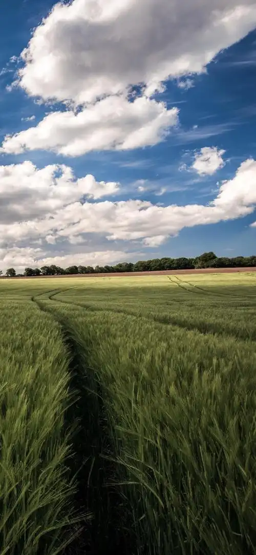 美丽麦田风光摄影高清手机壁纸-风景-手机壁纸下载-美桌网