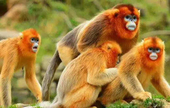 珍稀动物有哪些图片和资料 三个中国珍稀动物的名称