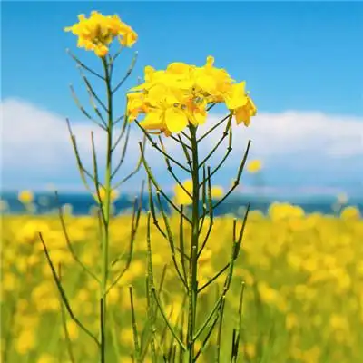 给自己带好运风景头像