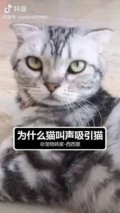 这三种常见猫叫声分别是什么意思宠物科普猫咪的迷惑行为铲屎官的乐趣