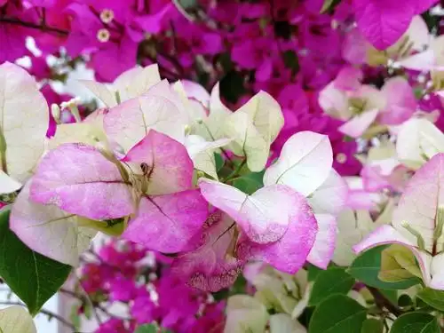 今天有福了看到拍到多种三角梅的颜色和品种今天出游值了(д)