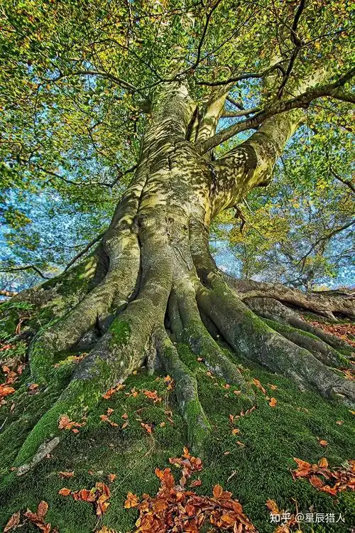 超美高清美图欣赏奇特的大树