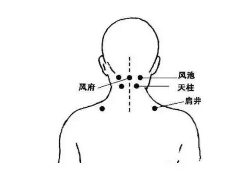 风池穴的作用风池穴的准确位置图中医保健养生知识