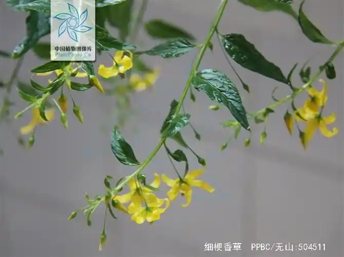 p>细梗香草(学名: i>lysimachia capillipes /i> hemsl.