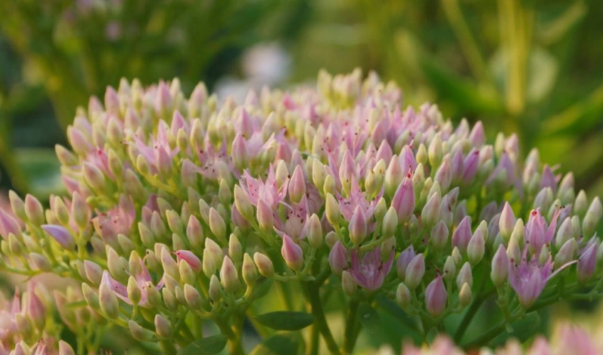 而雪见草是长这样的,雪见草还有一个别名叫猪婆花,剧中的景天也经常叫