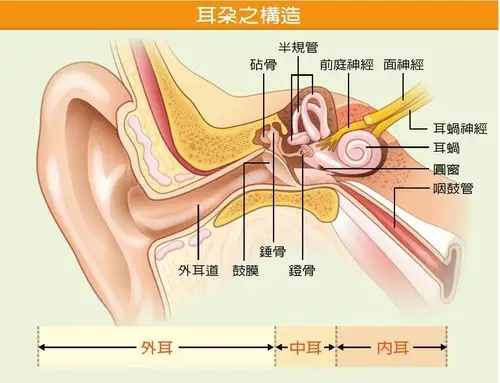 身旁许多朋友习惯用棉花棒掏耳朵,根据医师指出这样的清洁方式较为不
