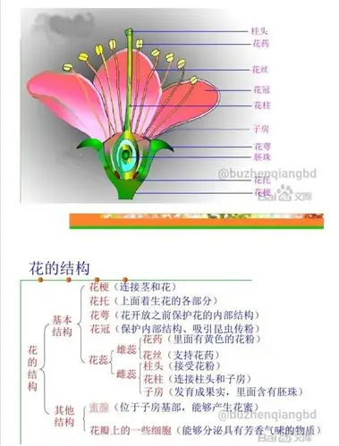 闻花识芳华,看花识结构