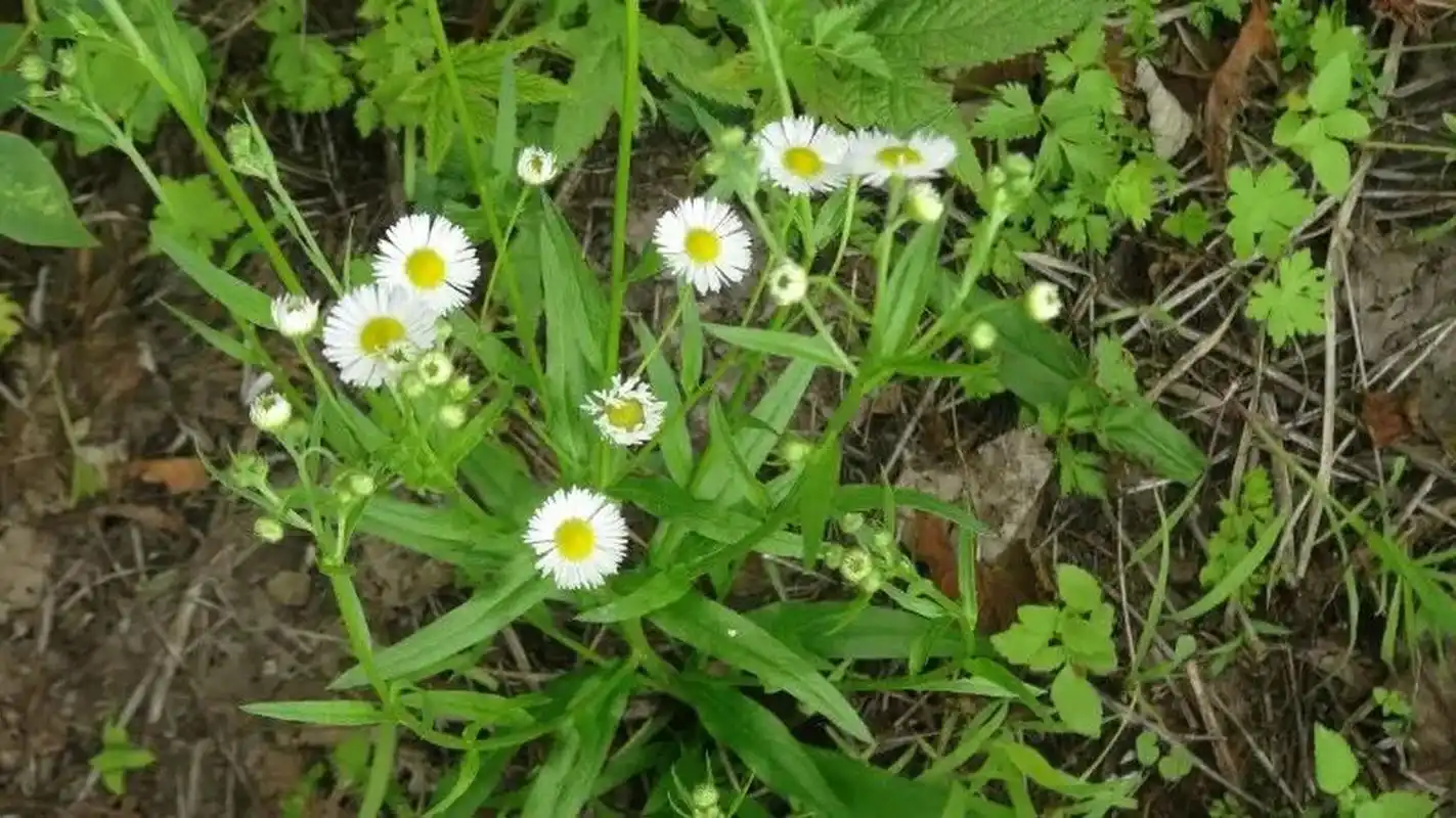 【每天认识一种植物 7/31】飞蓬 飞蓬,菊科飞蓬属植物 别名:飞蓬草