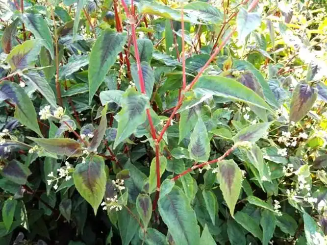 一种植物野草,人称"白饭藤",可用于毒蛇咬伤,若见到,请珍惜