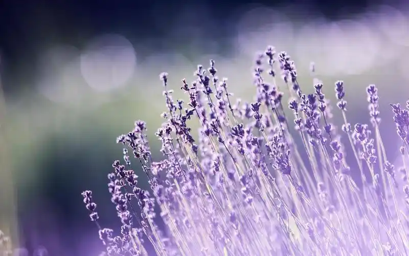 近距离欣赏小清新素雅花卉