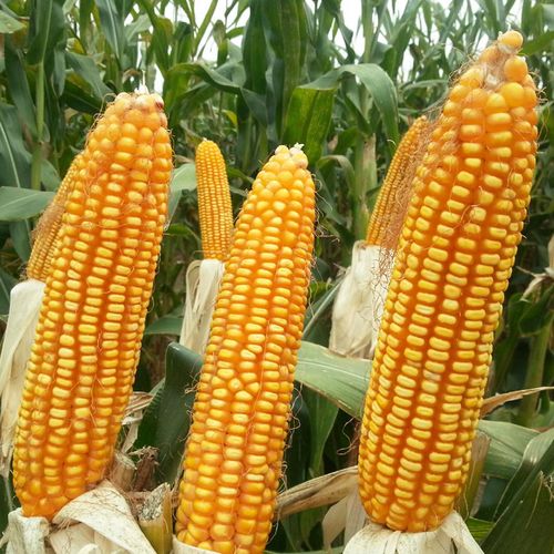 郑单958玉米种高产量饲料玉米种子高产杂交正品种籽四季棒子种孑