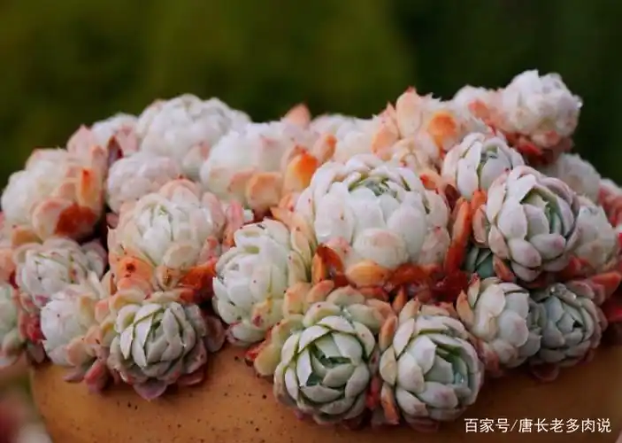 多肉冰梅适合露养,快让它去室外沐浴日光,到了冬天想不变美都难