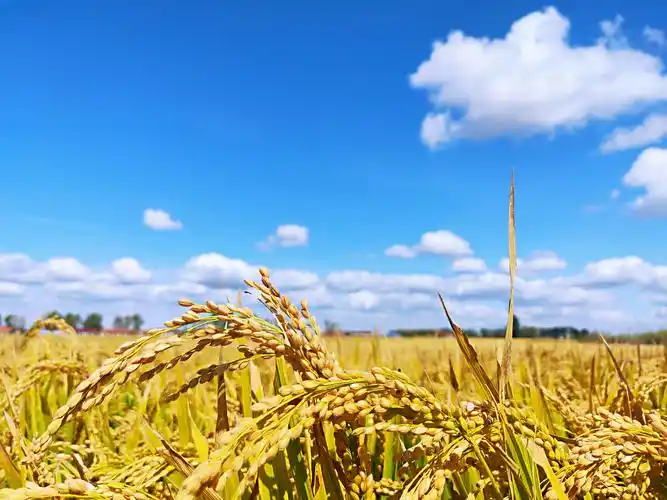 秋收满畈稻谷香良辰美景已可期