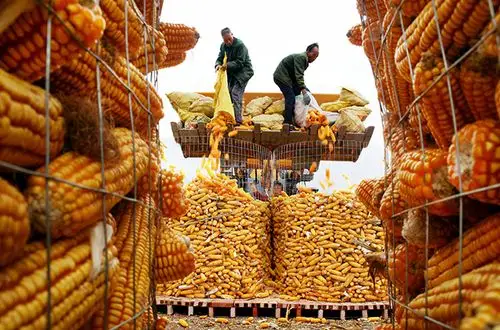 秋收换来粮满仓