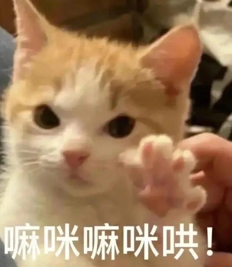 粘人小猫合集 | 可爱又实用的表情包来啦 图片来自网络 仅做分享 侵删