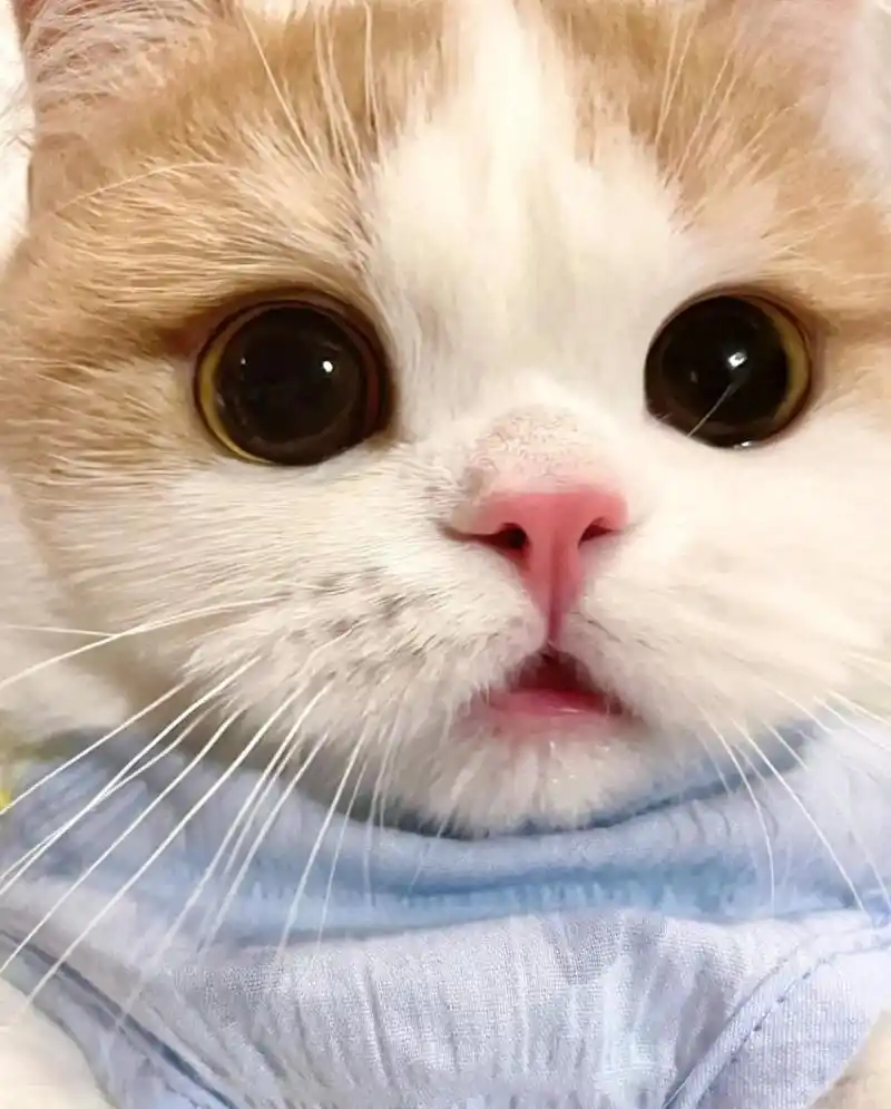 大眼萌猫,可爱的不要不要的