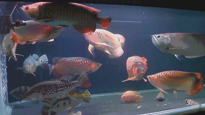 400_225gif 动态图 动图