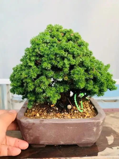 石化桧雅四季常青桧柏