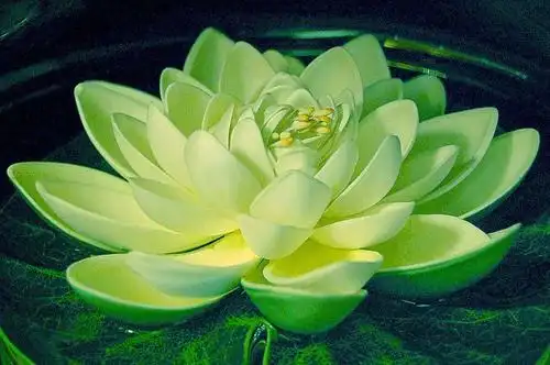 我若佛前一朵青莲,倾心许愿,只为千年前的邂逅