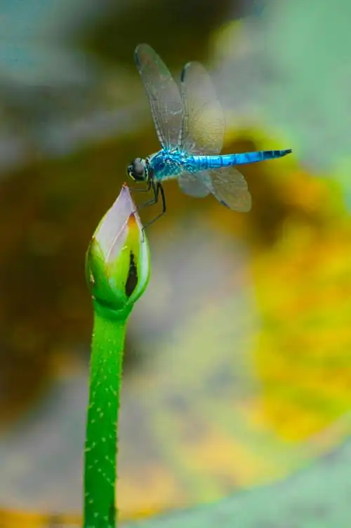 浅淡花卉摄影一一荷花拍摄中的几点建议