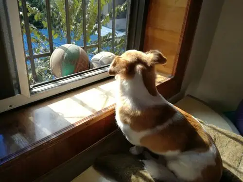 在窗台上晒太阳