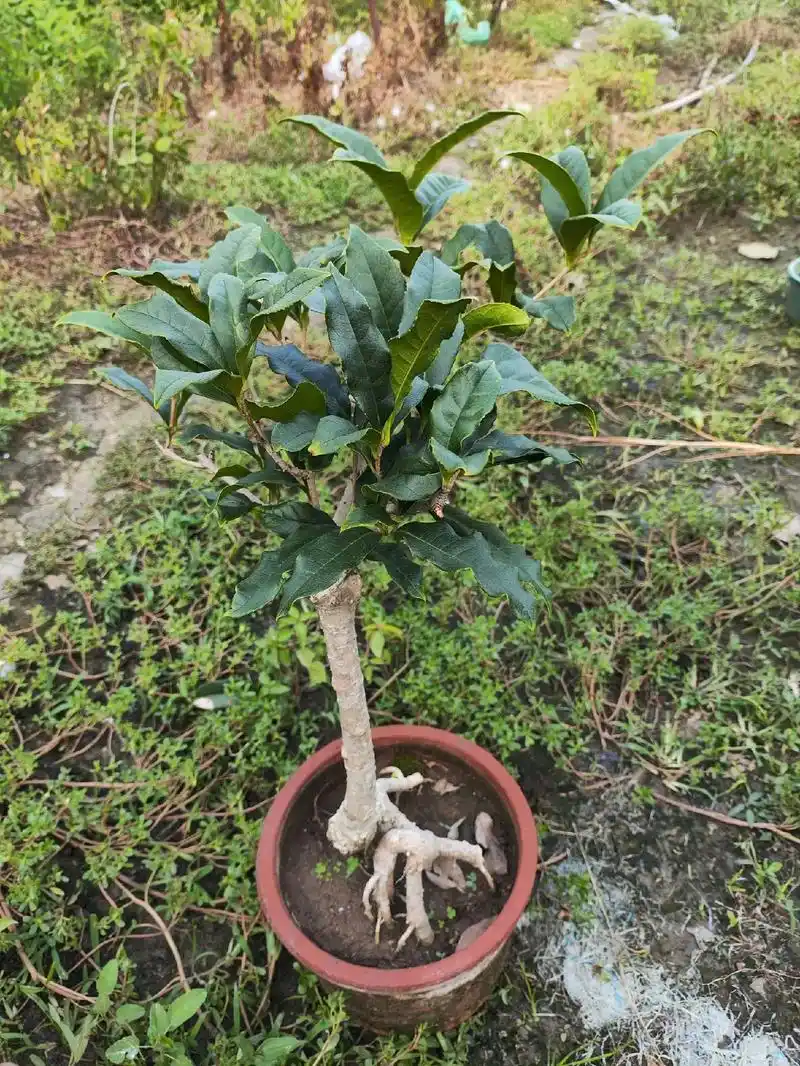 盆栽多年老朱砂桂,品种纯正.#我的抖音生活日记 #桂花 #桂 - 抖音